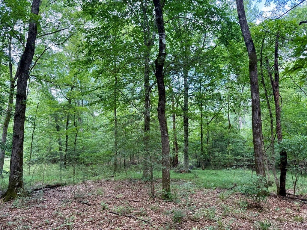 100 acres in Texas County - photo 46
