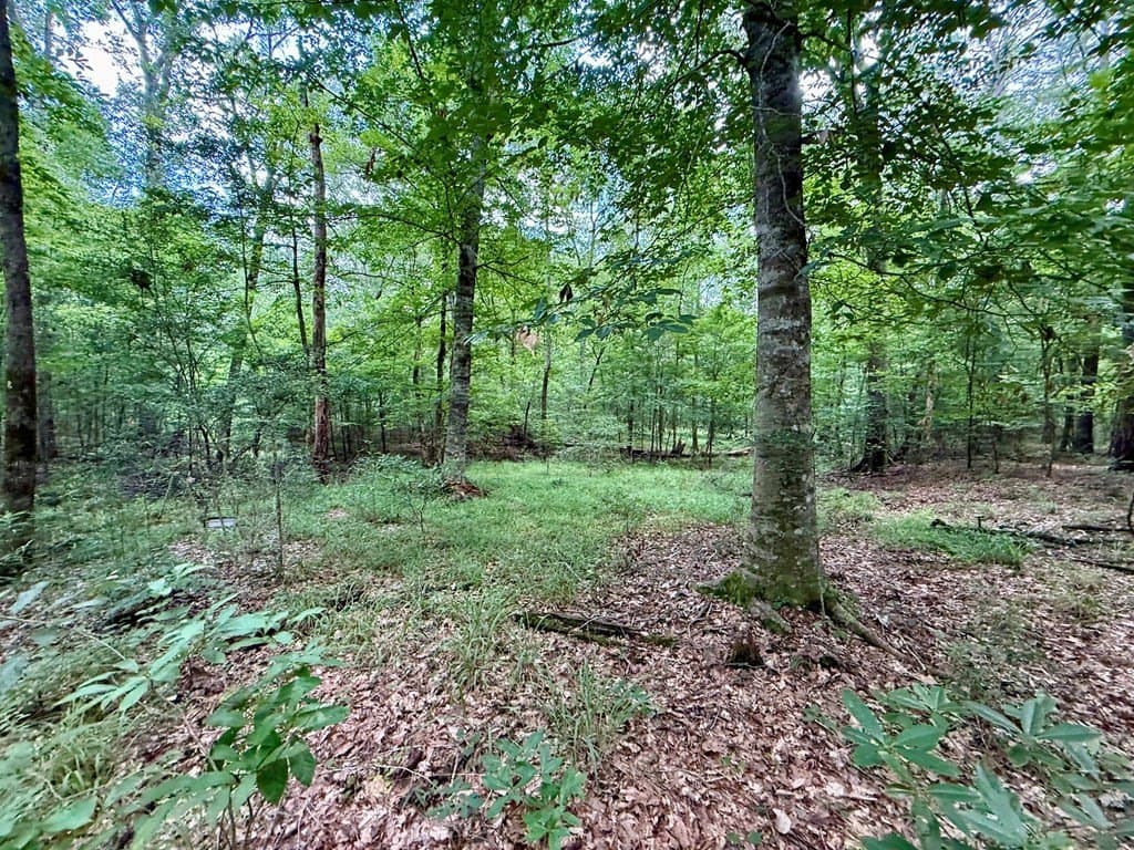 100 acres in Texas County - photo 44