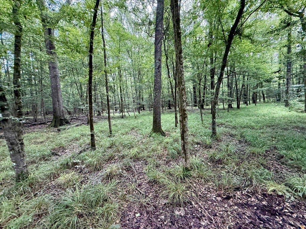 100 acres in Texas County - photo 50