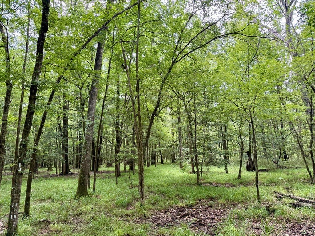 100 acres in Texas County - photo 51