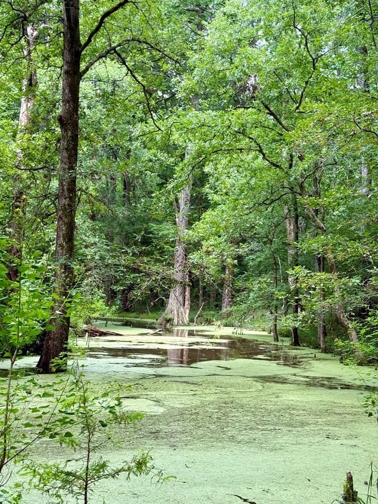 100 acres in Texas County - photo 58