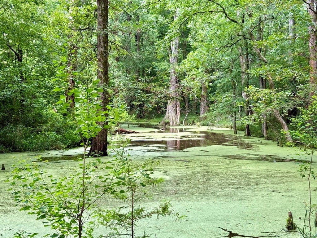 100 acres in Texas County - photo 8
