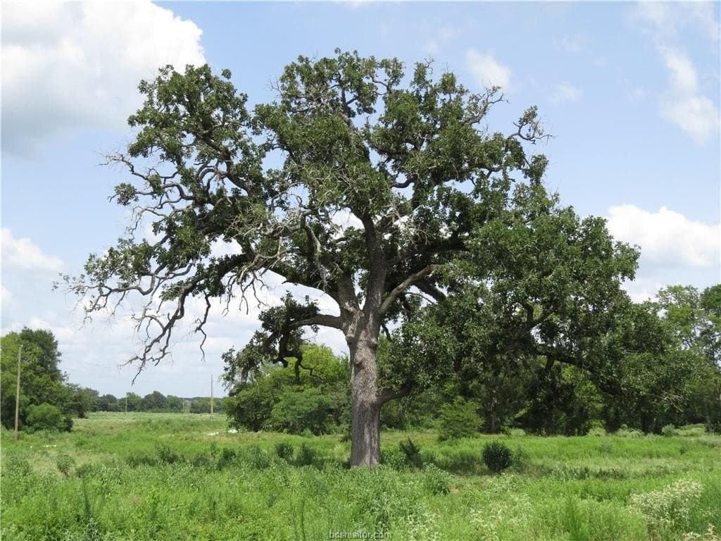 10.01 acres in Houston County - photo 6
