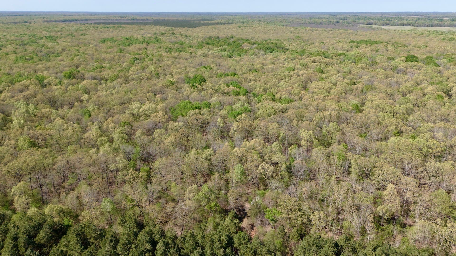 9.74 acres in Red River (TX) County gallery image 4