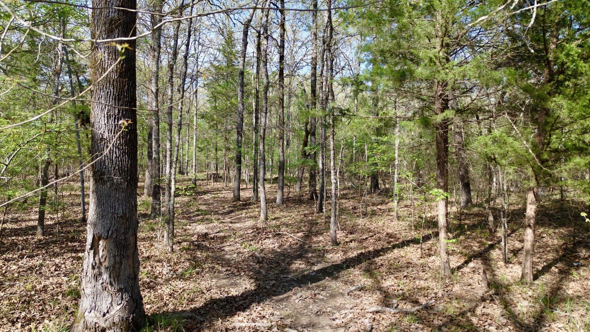 9.74 acres in Red River (TX) County - photo 10
