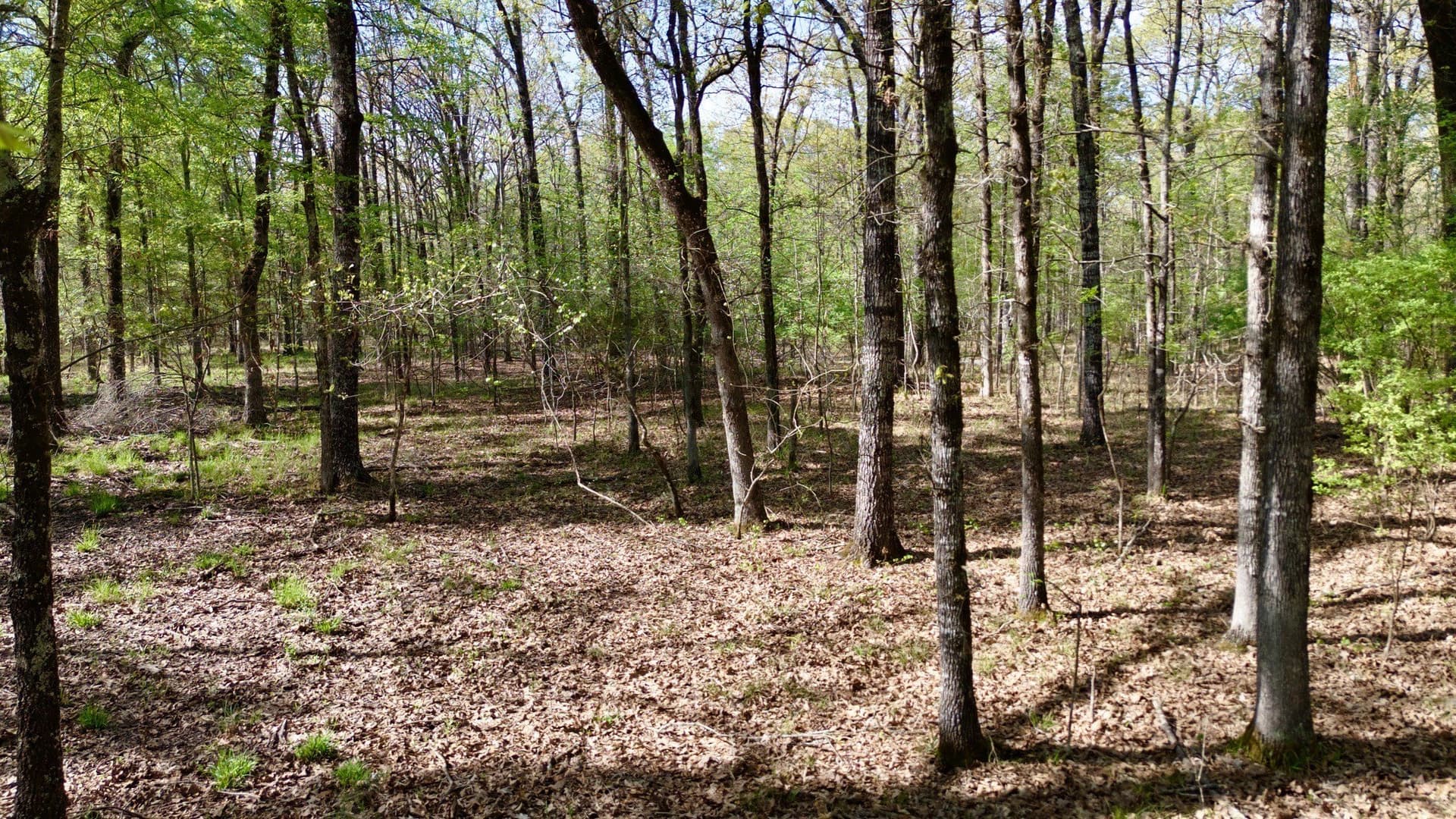 9.74 acres in Red River (TX) County - photo 9