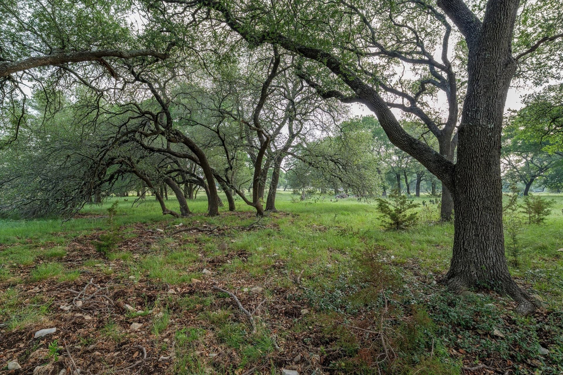 5.5 acres in Coryell County gallery image 2