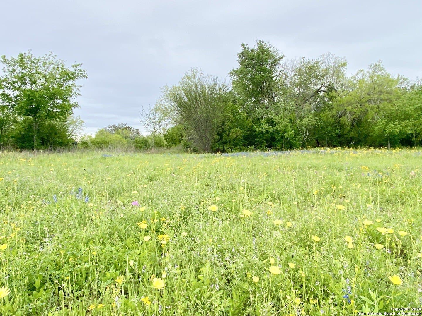 5 acres in Wilson County gallery image 4