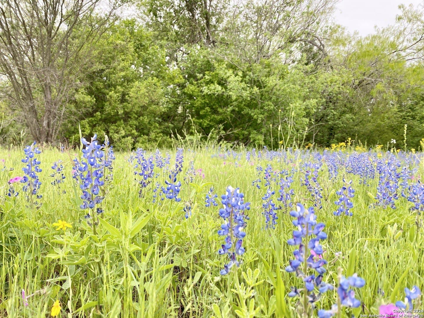 5 acres in Wilson County featured view
