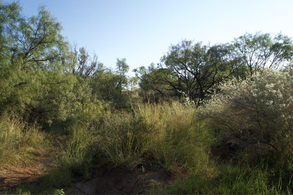 125.42 acres in McCulloch County - photo 37