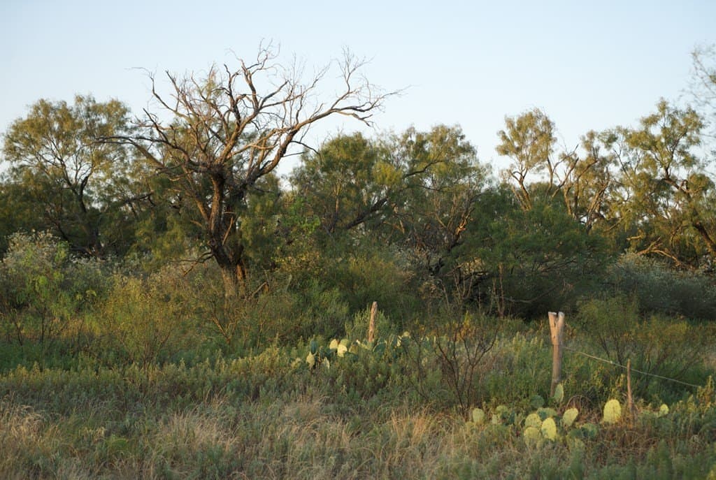 125.42 acres in McCulloch County - photo 17