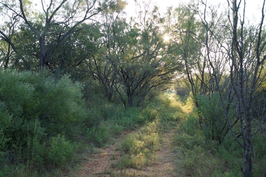 125.42 acres in McCulloch County - photo 23
