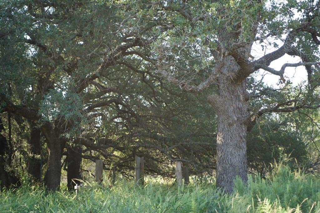 125.42 acres in McCulloch County - photo 47