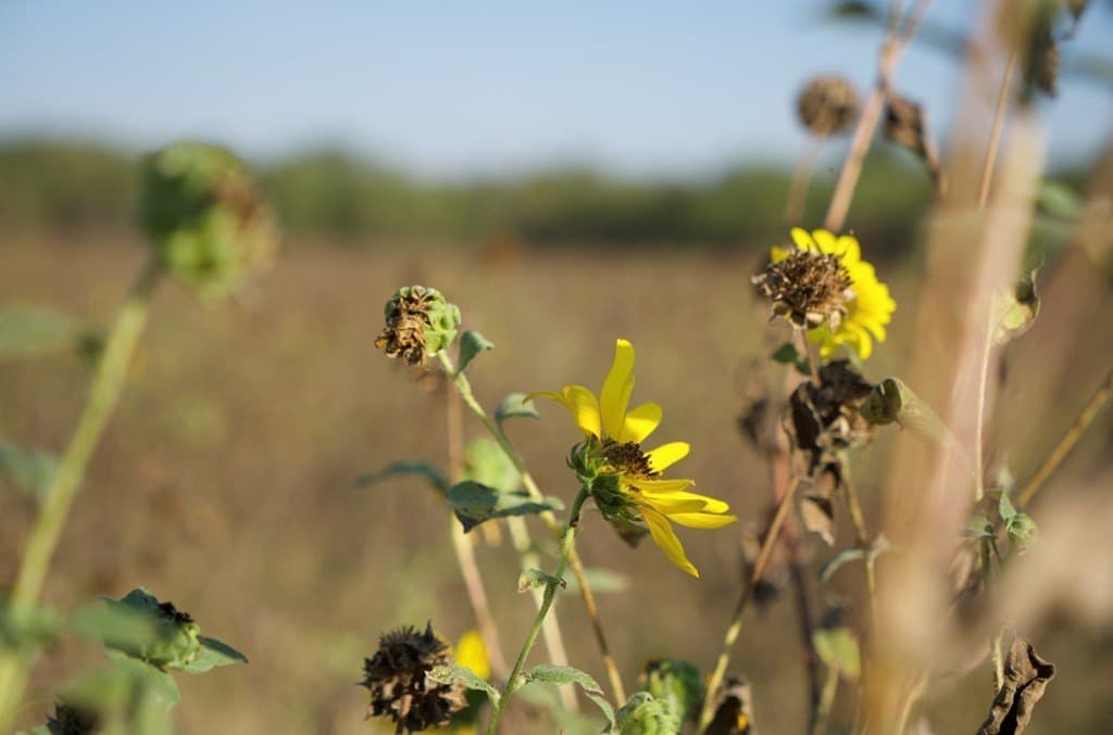 125.42 acres in McCulloch County - photo 40
