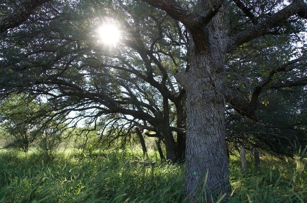 125.42 acres in McCulloch County - photo 49