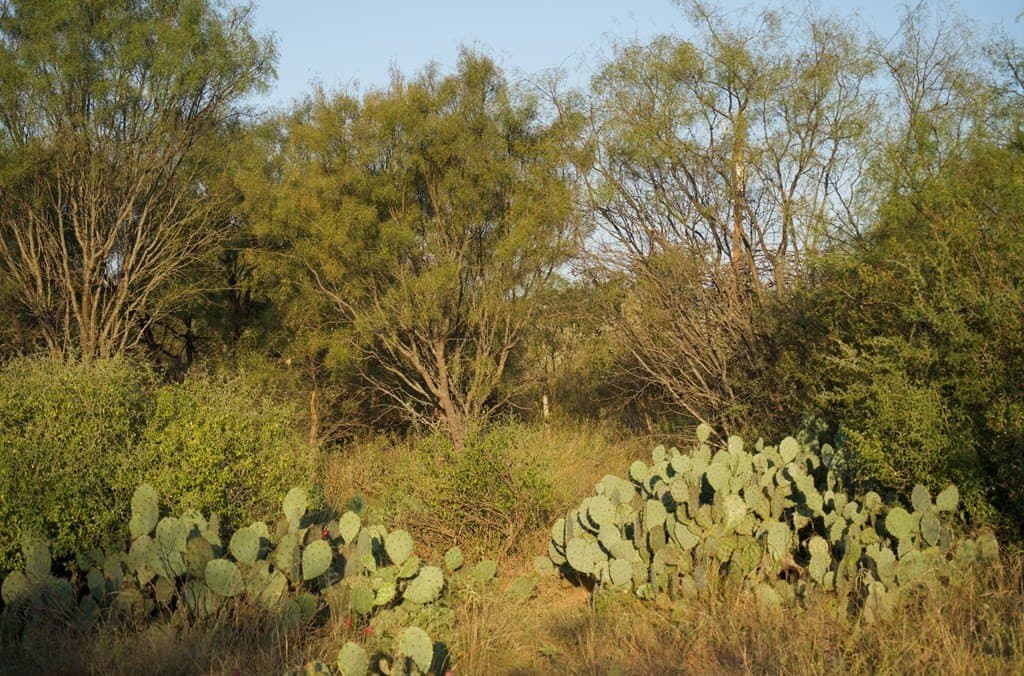125.42 acres in McCulloch County - photo 21