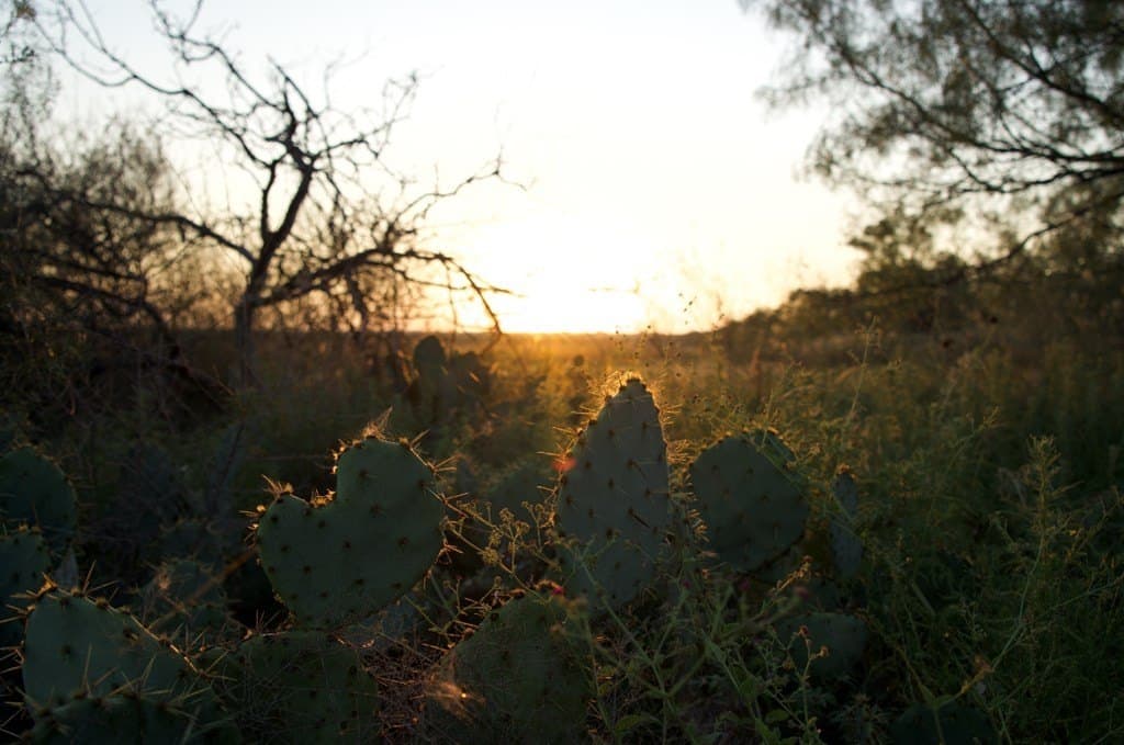 125.42 acres in McCulloch County featured view