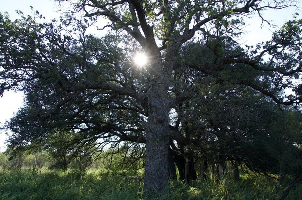 125.42 acres in McCulloch County - photo 48