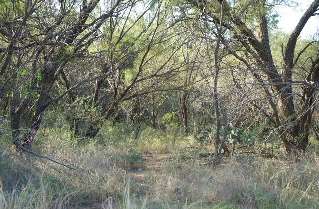 125.42 acres in McCulloch County - photo 39