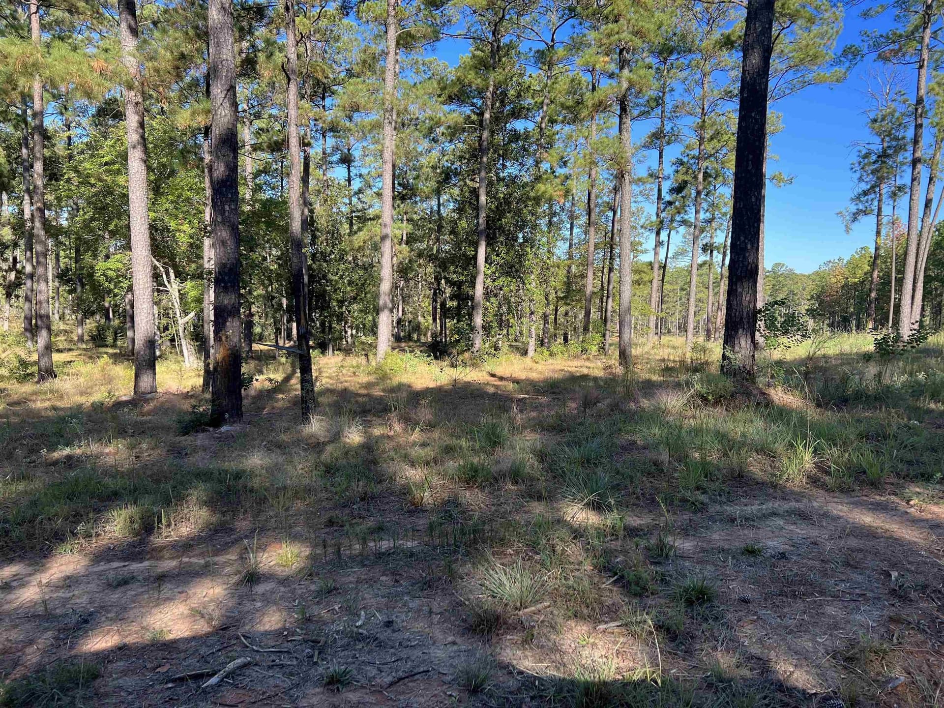1.74 acres in Texas County gallery image 4