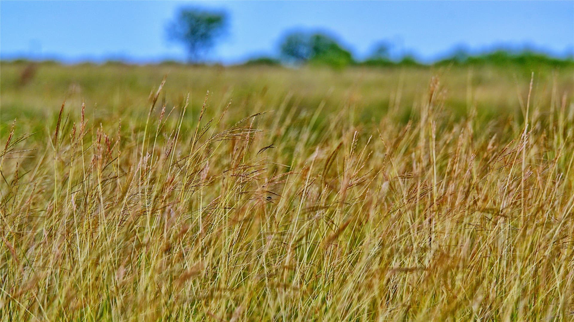 339 acres in Clay County - photo 5