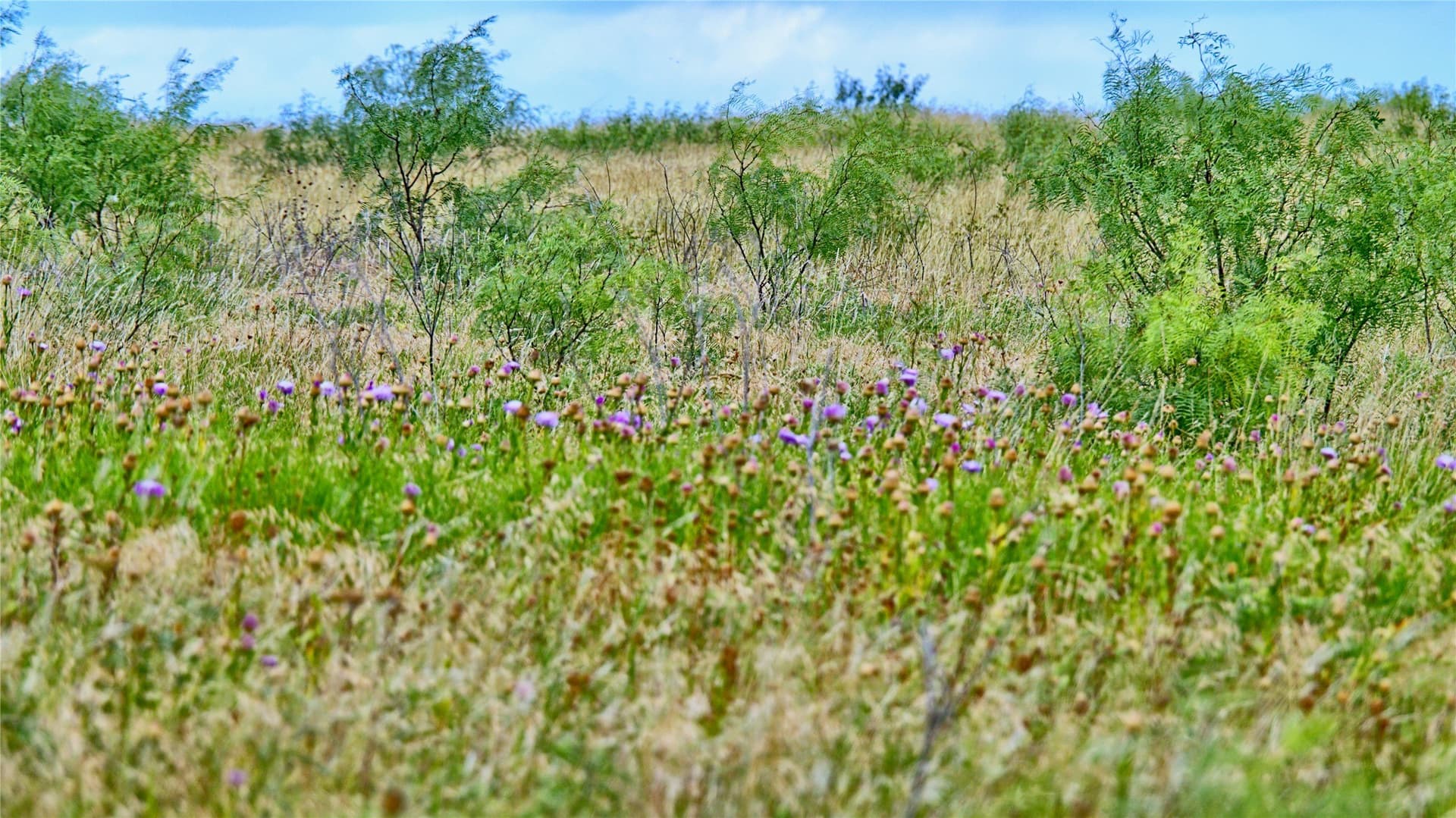 339 acres in Clay County - photo 9
