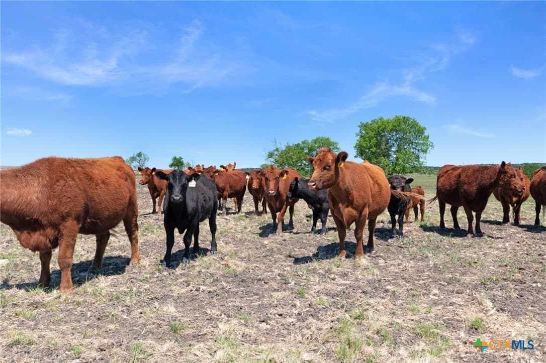 191.72 acres in Coryell County - photo 18