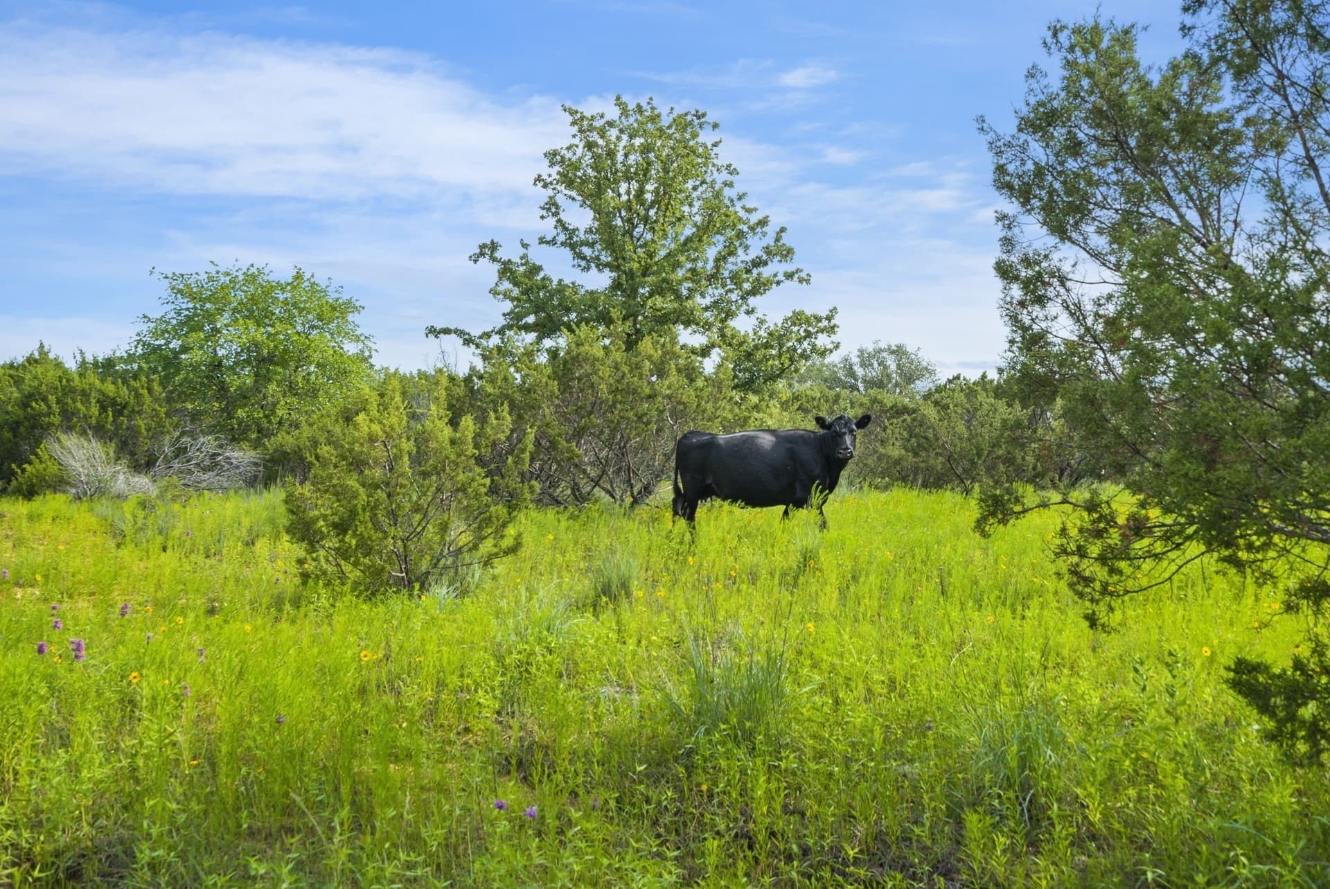 187.17 acres in Erath County - photo 34