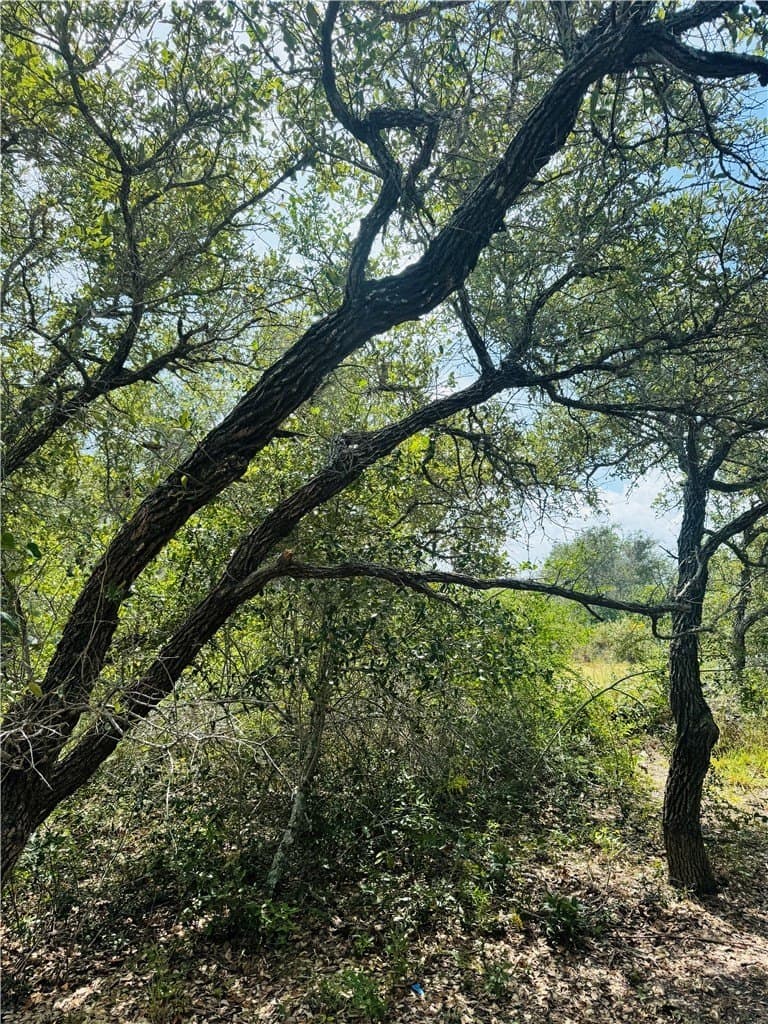 5 acres in San Patricio County - photo 6