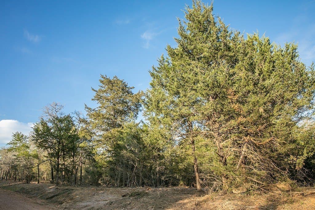 3.5 acres in Austin County - photo 8