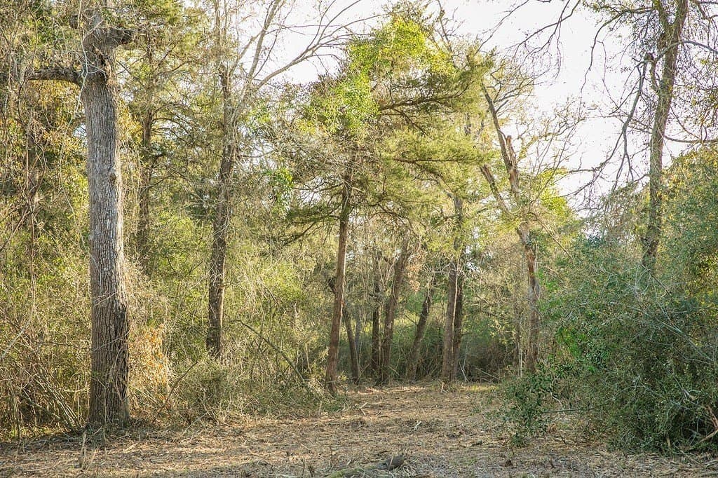 3.5 acres in Austin County - photo 6