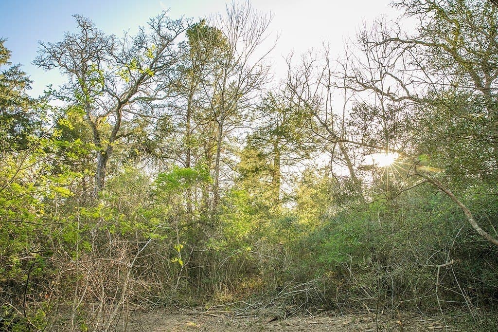 3.5 acres in Austin County - photo 7