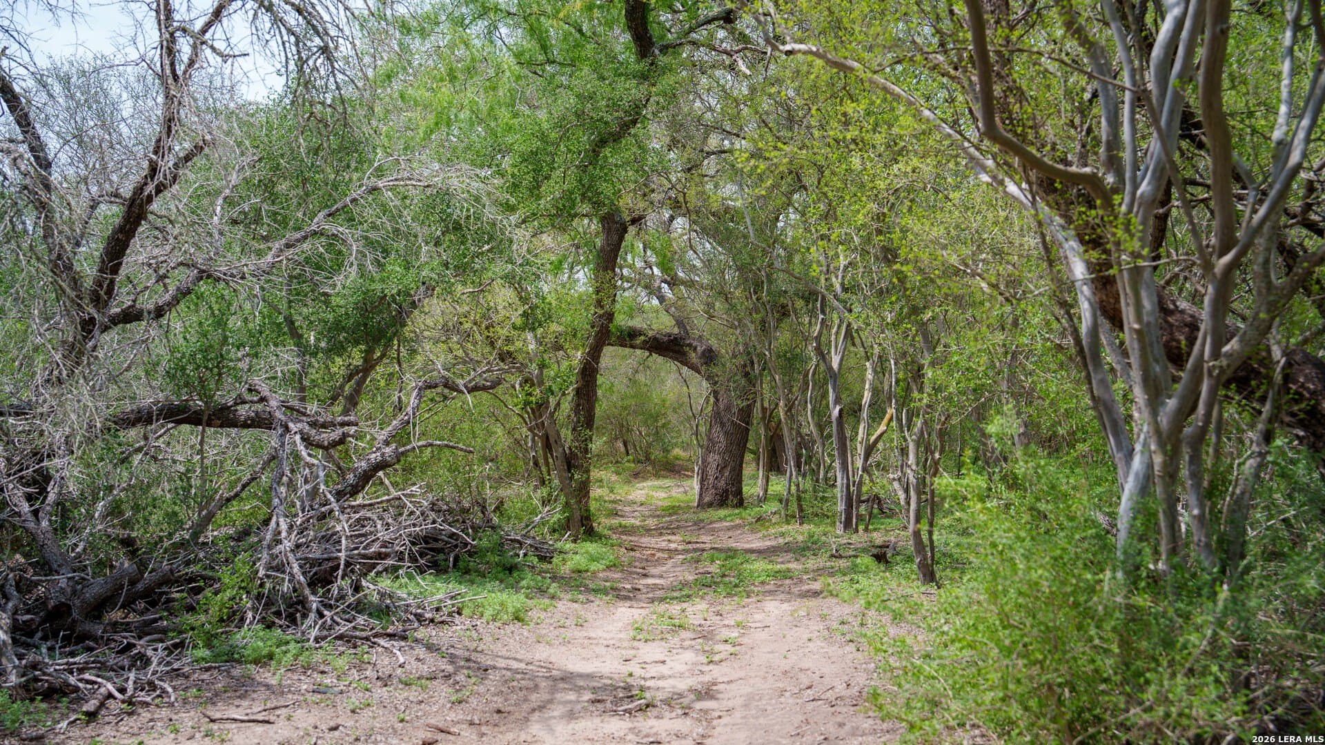 100 acres in Wilson County gallery image 3