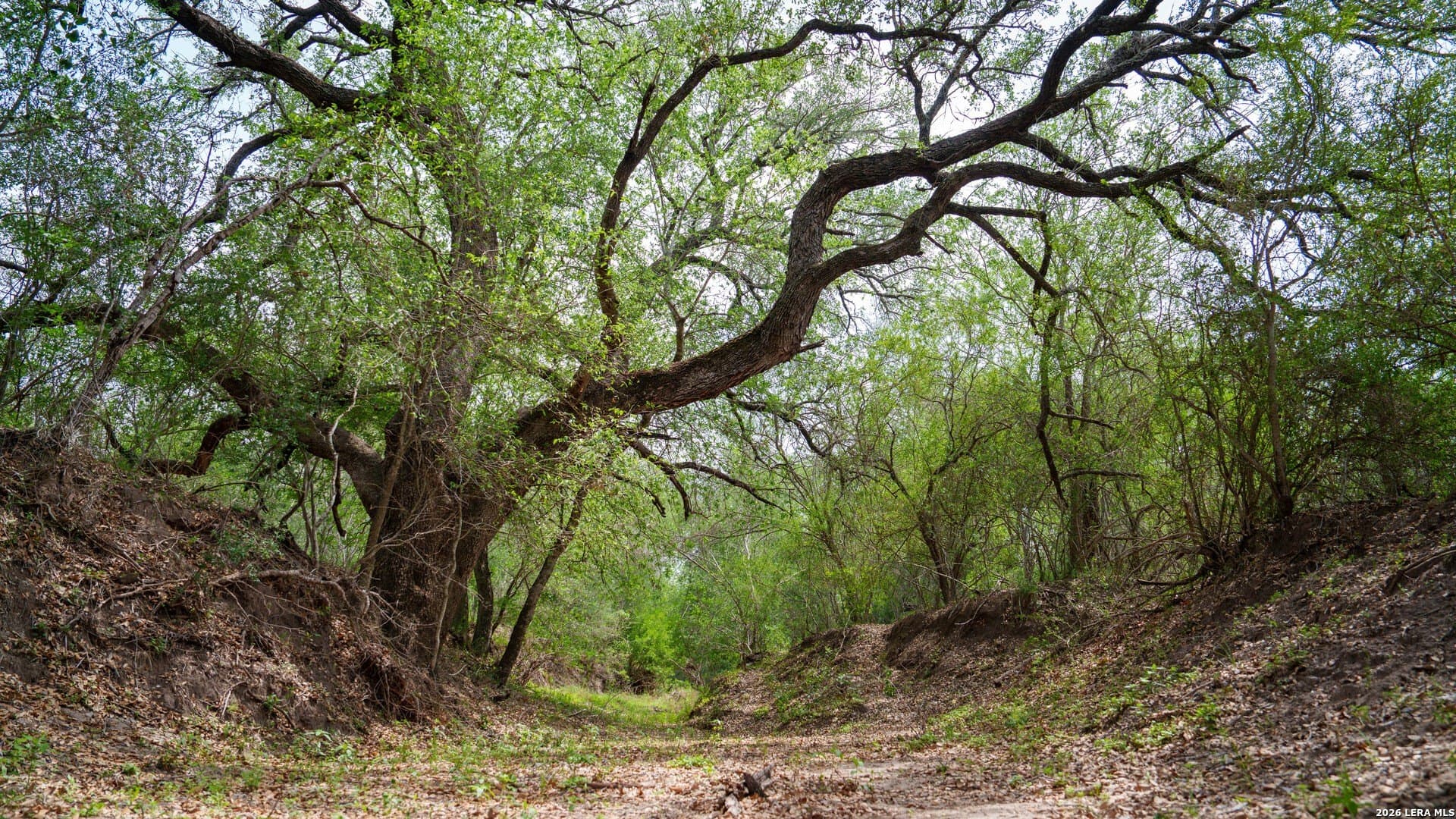100 acres in Wilson County featured view