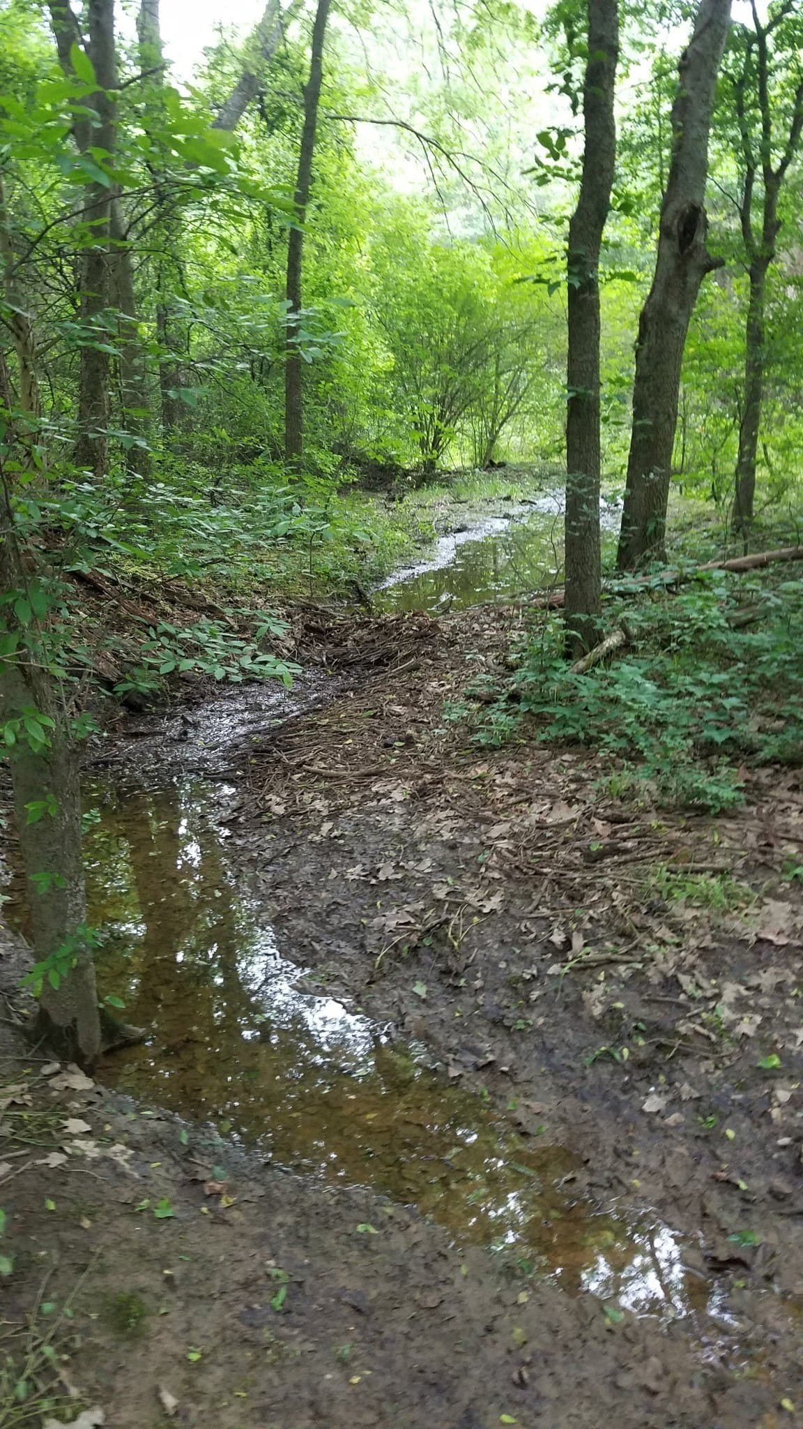 29.3 acres in Hopkins County - photo 6