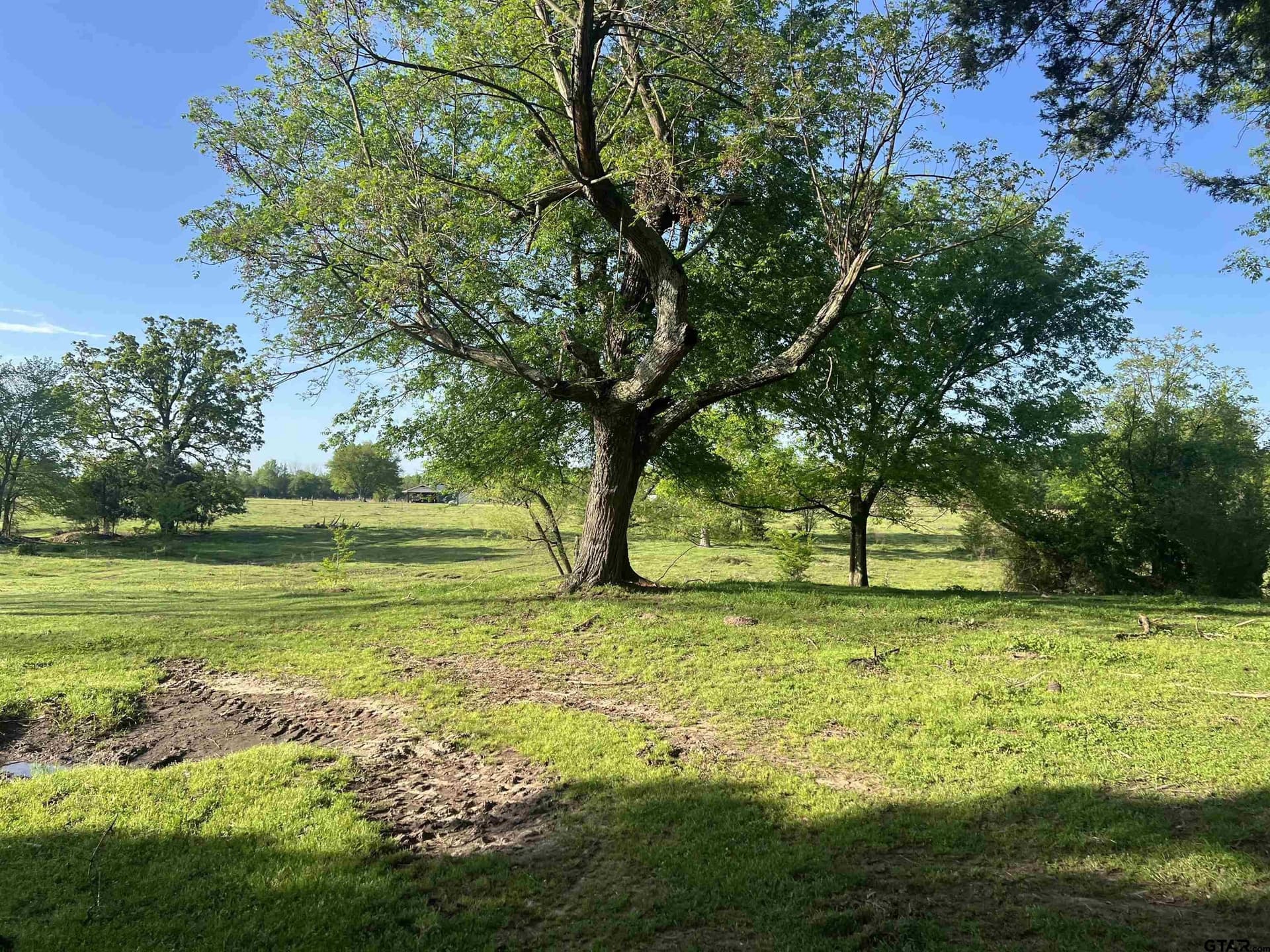 6 acres in Titus County gallery image 2