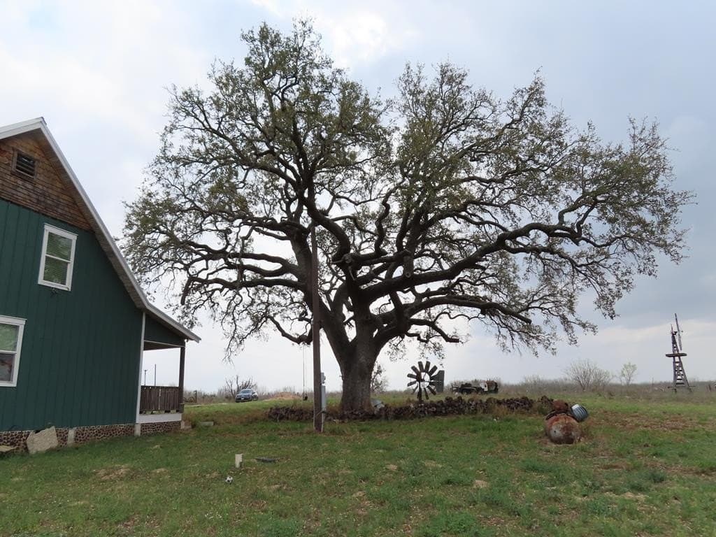 27.74 acres in Atascosa County gallery image 4
