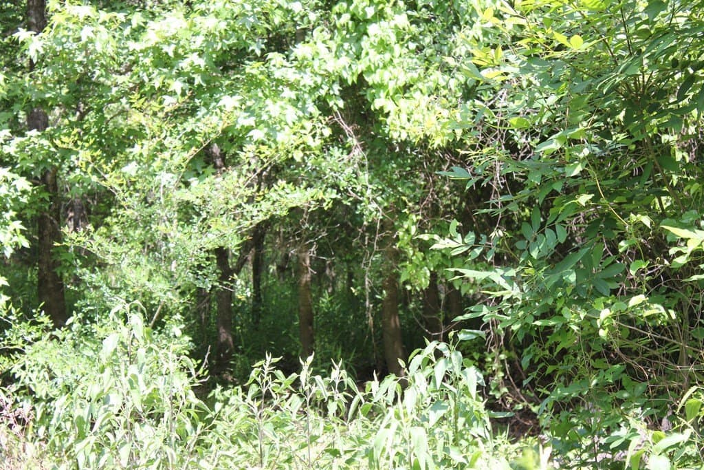153.96 acres in Texas County - photo 28