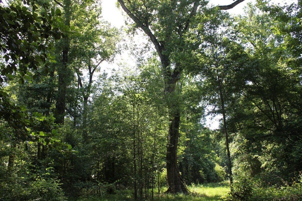 153.96 acres in Texas County - photo 37