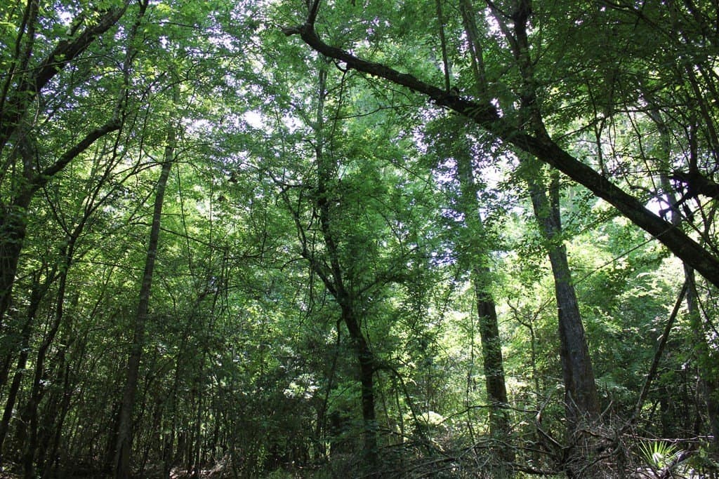 153.96 acres in Texas County - photo 31
