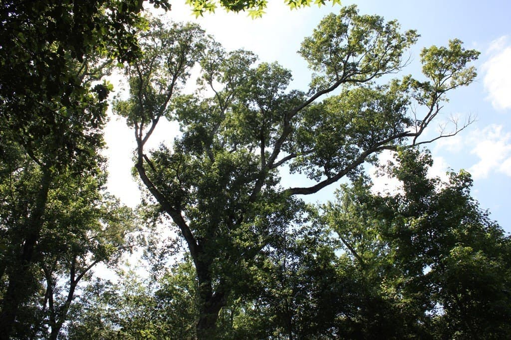 153.96 acres in Texas County - photo 35