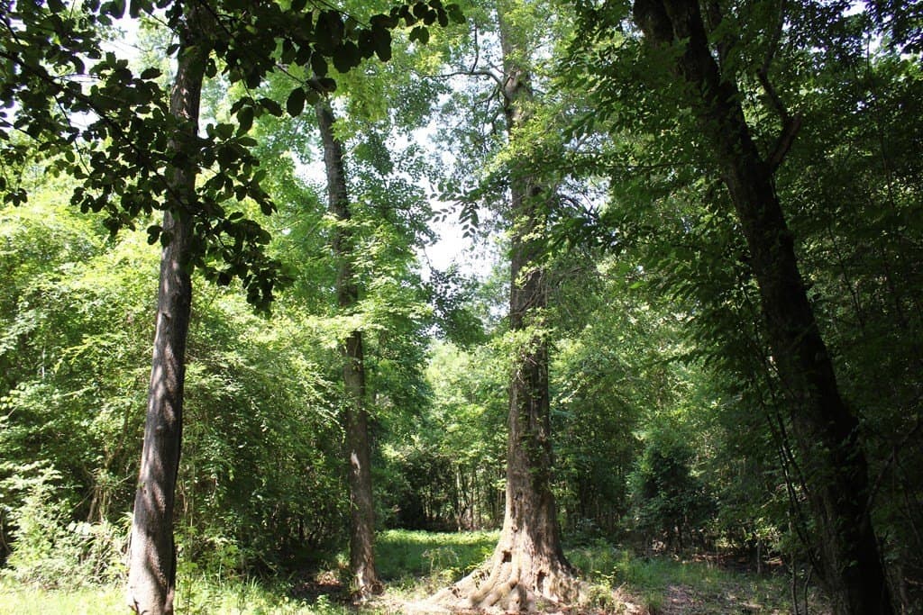 153.96 acres in Texas County - photo 34