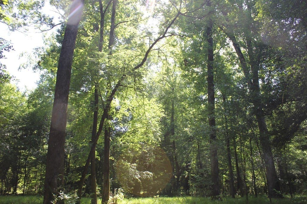 153.96 acres in Texas County - photo 8