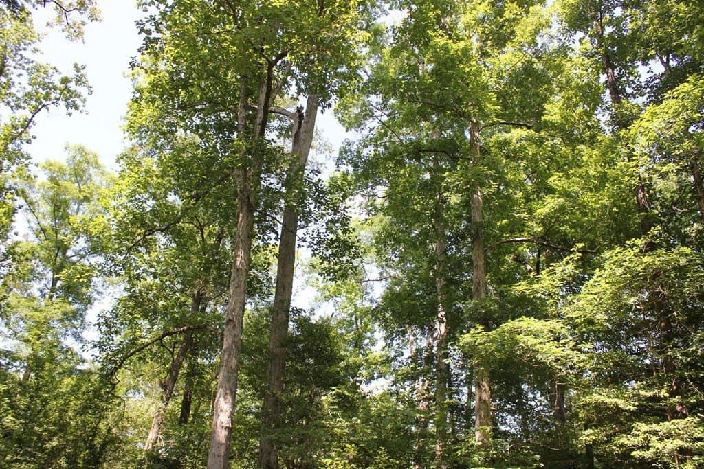 153.96 acres in Texas County - photo 22