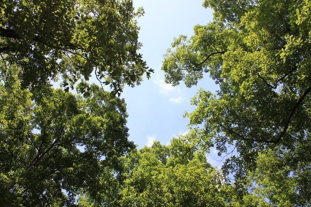 153.96 acres in Texas County - photo 21