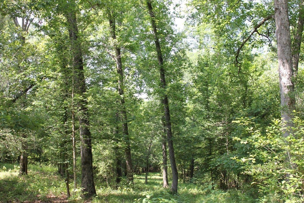 153.96 acres in Texas County - photo 23