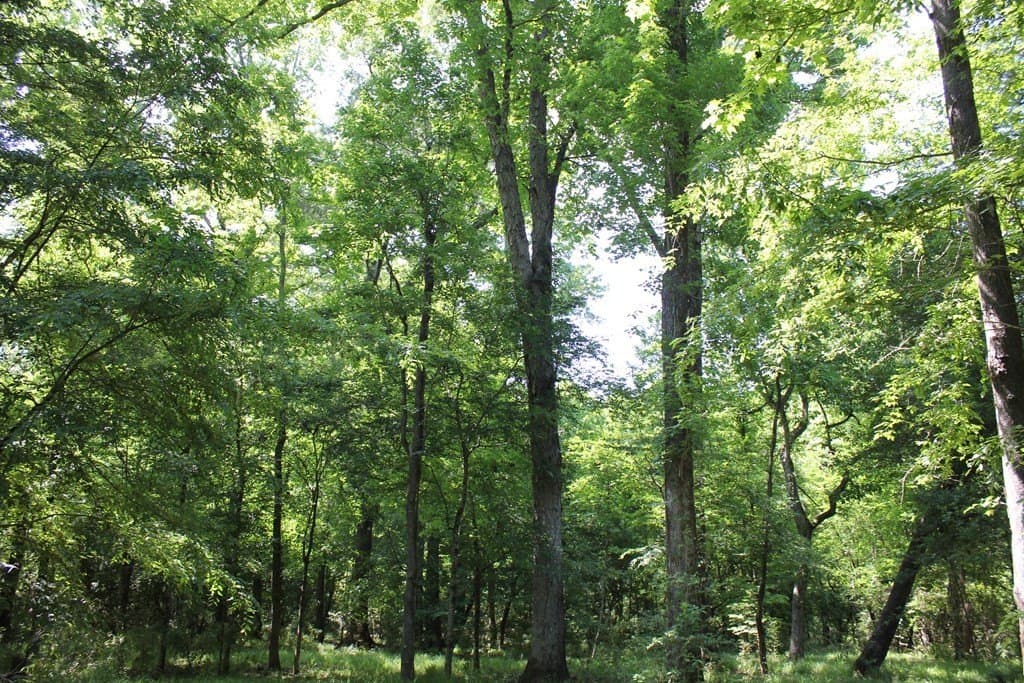 153.96 acres in Texas County - photo 38