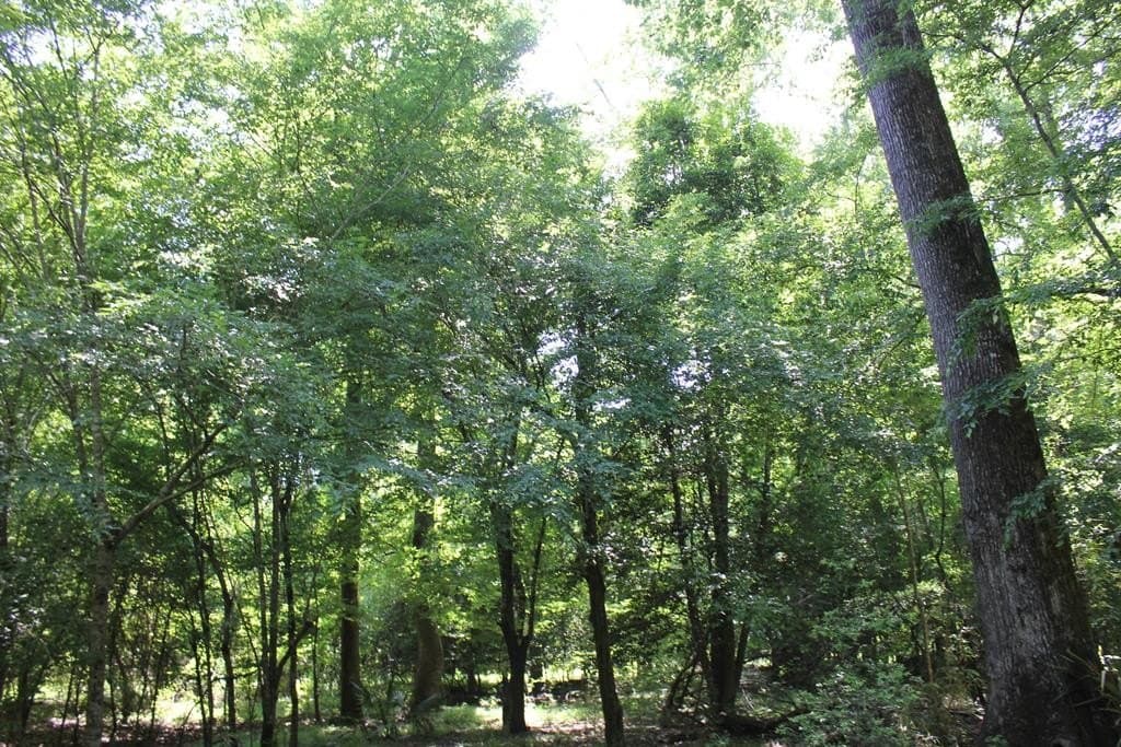 153.96 acres in Texas County