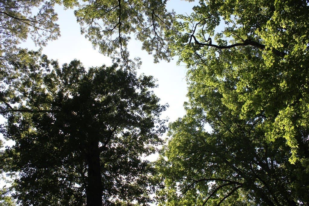 153.96 acres in Texas County - photo 2