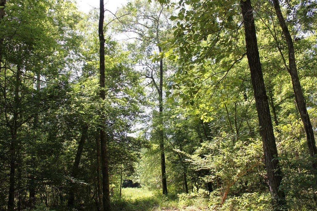 153.96 acres in Texas County - photo 20